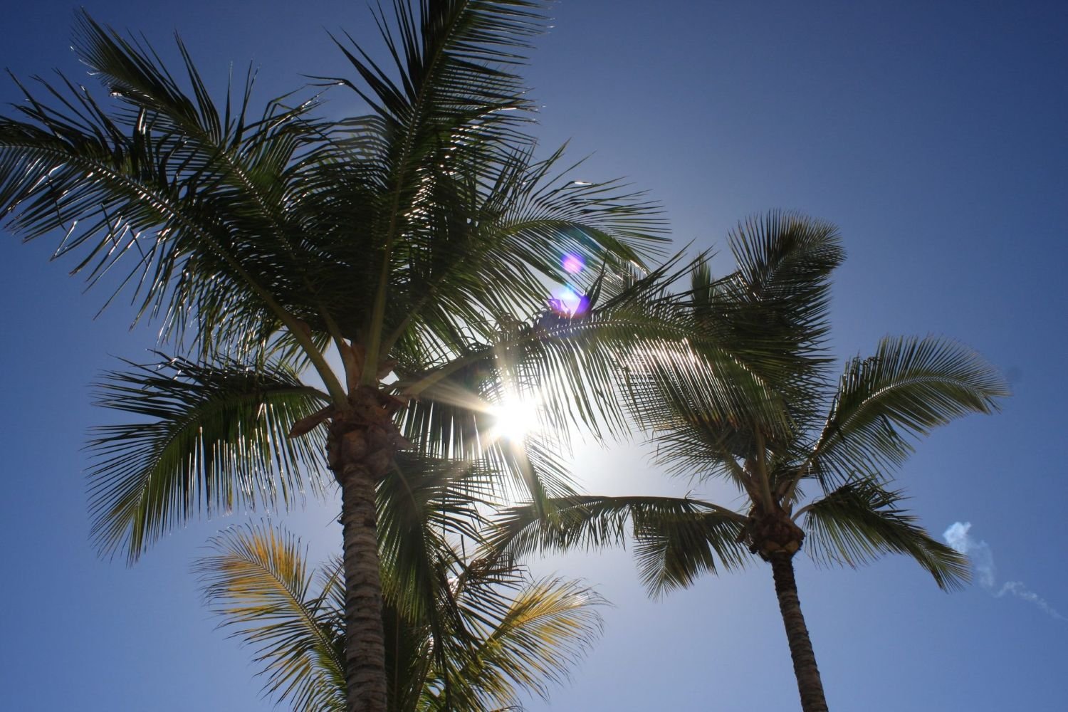 Palmen vor strahlend blauem Himmel auf La Palma