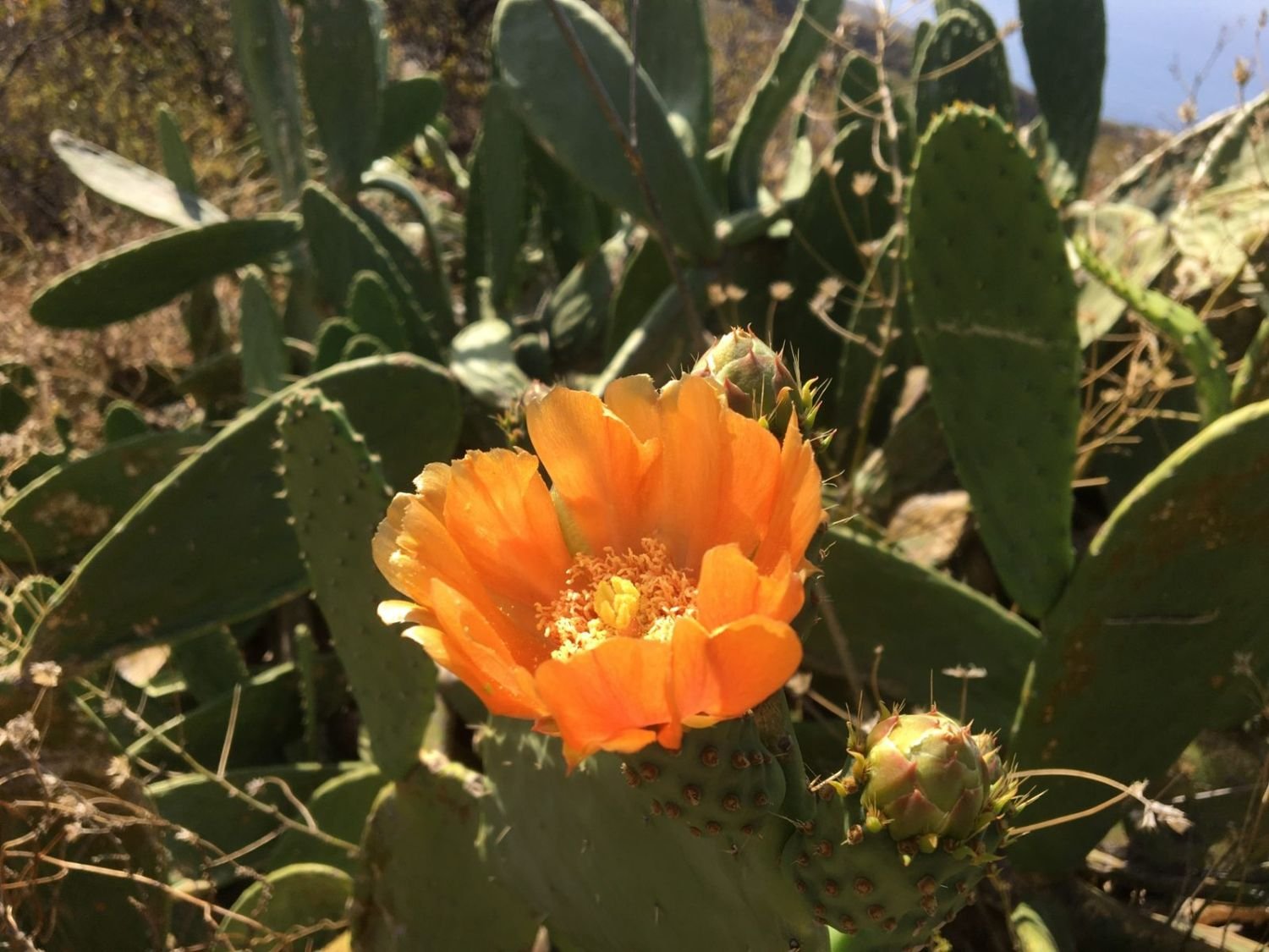 Orange leuchtende Blüte einer Kaktusfeige